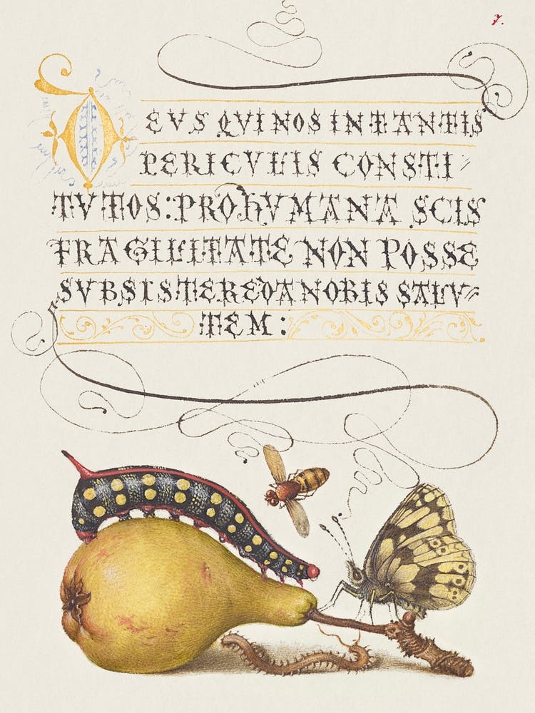 Fly, Caterpillar, Pear, And Centipede From Mira Calligraphiae Monumenta, Joris Hoefnagel