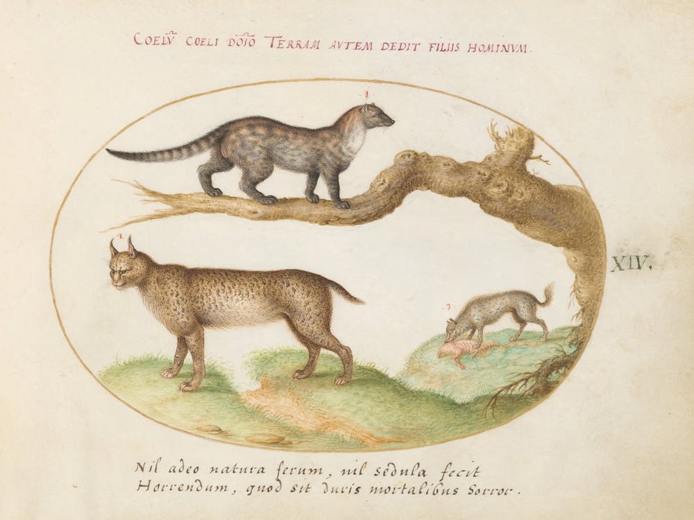 Quadervpedia Animals And Reptiles, Joris Hoefnagel (12)