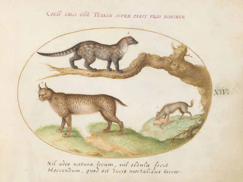 Quadervpedia Animals And Reptiles, Joris Hoefnagel (12)