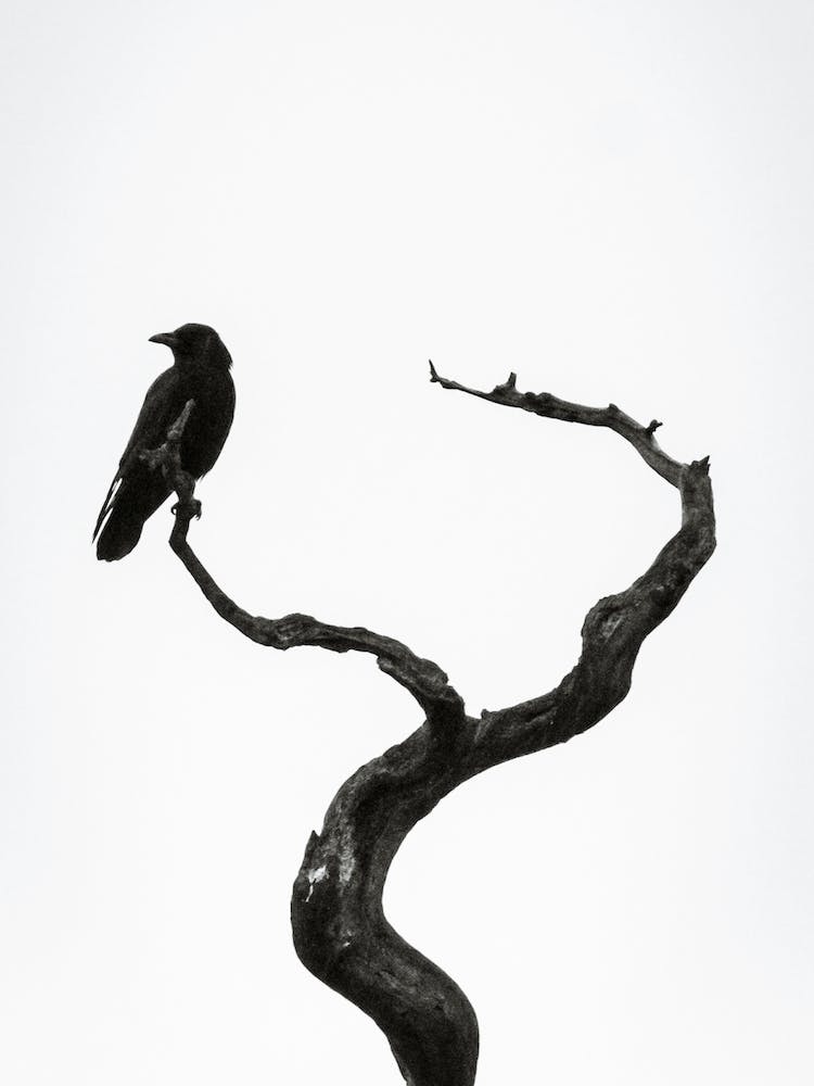 Crow On Branch