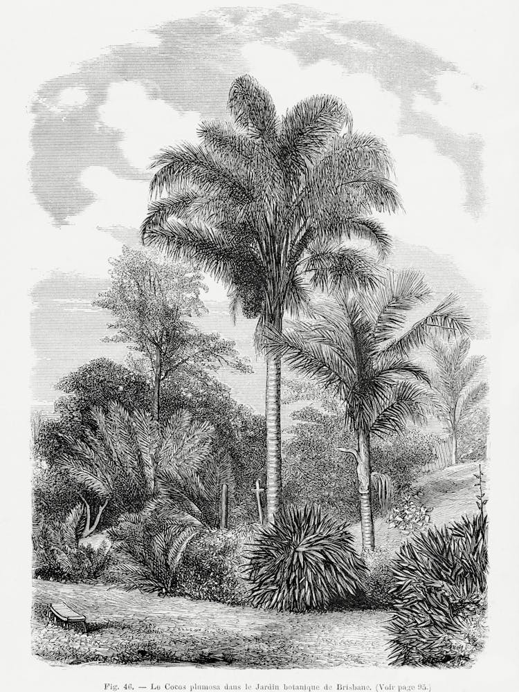 Vintage Palm Tree _2643189