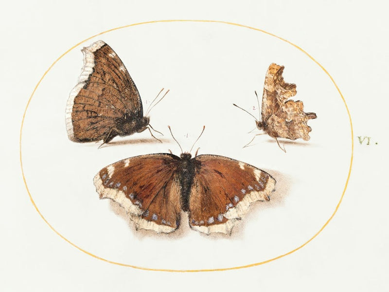 Two Views Of A Mourning Cloak (Camberwell Beauty) Butterfly With A Comma Butterfly (1575–1580), Joris Hoefnagel