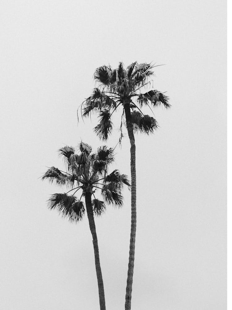 California Palm Trees