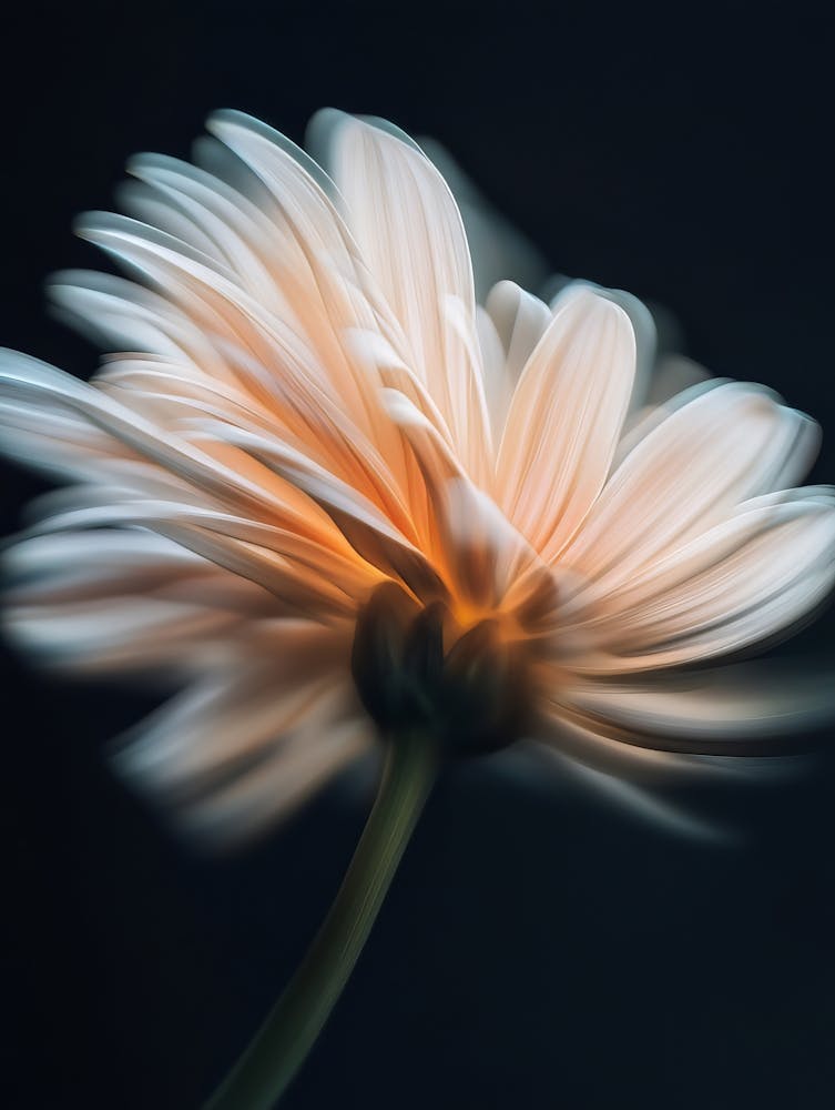 Gerbera Daisy