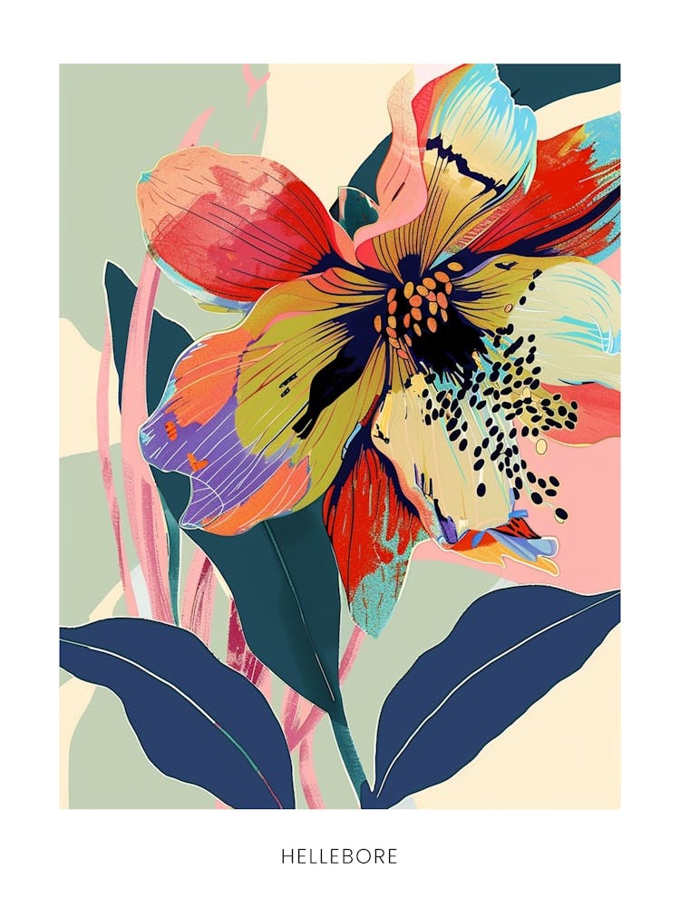 Colourful Flower Illustration Poster Hellebore 3