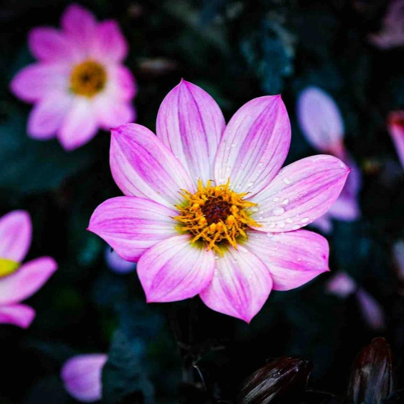 Glowing Dahlias