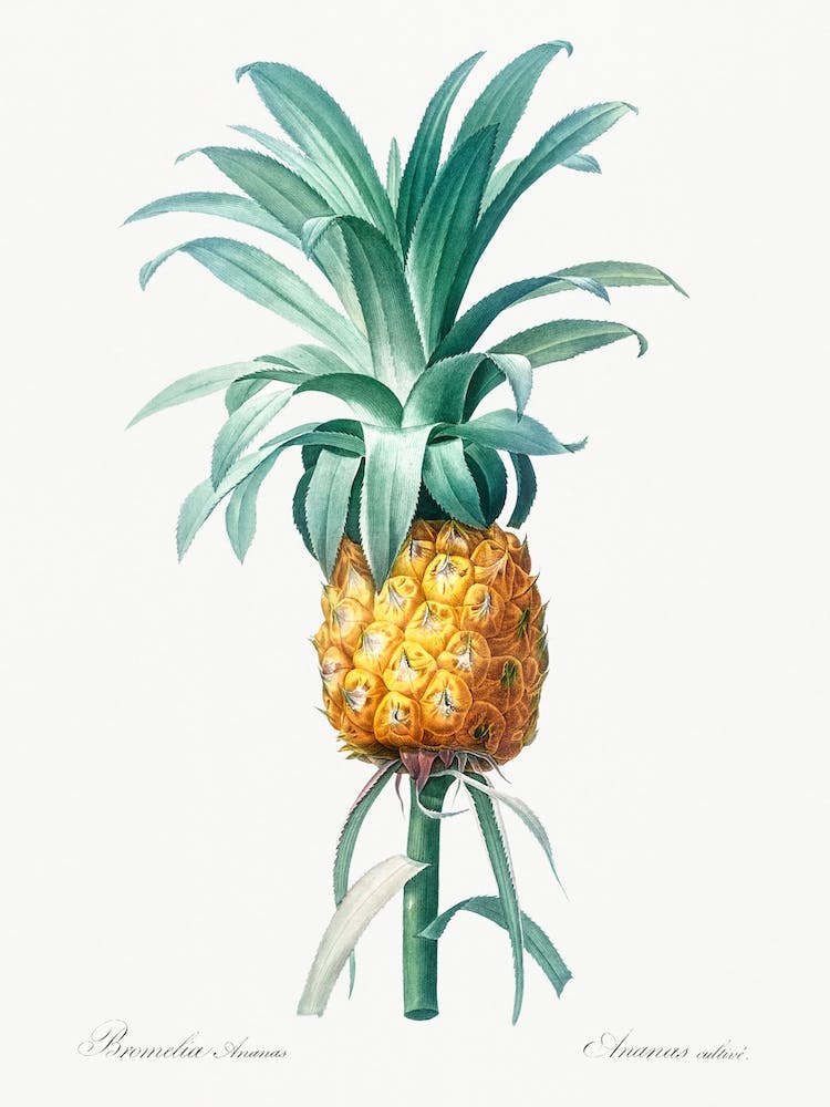 Ananas-Illustration aus Les Liliacées, Pierre Joseph Redouté