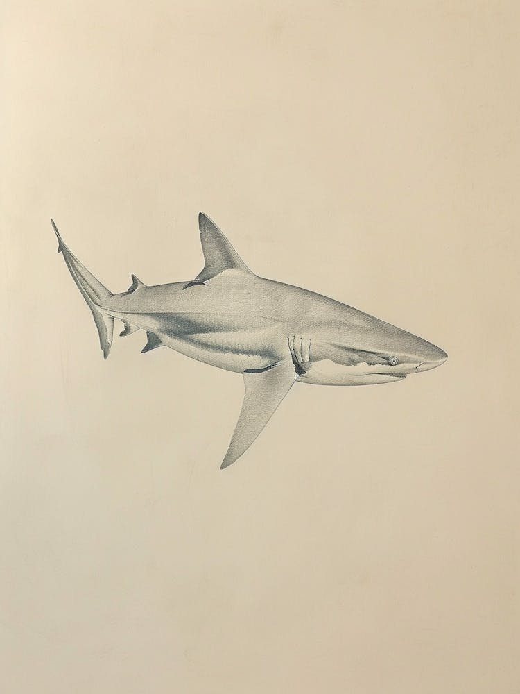 Requin Épineux Illustration Vintage 5