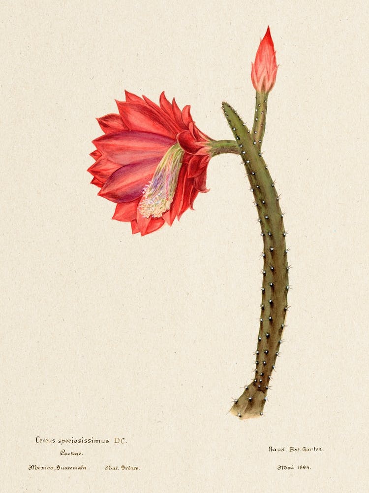 The Sun Cactus, Familie Der Cacteen