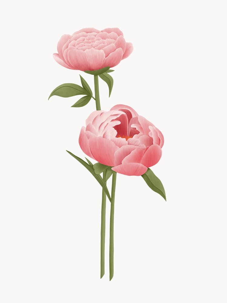 Pink Peony Flower Illustration