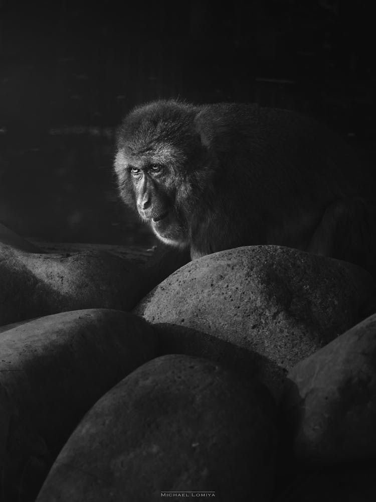 A Primate Monkey Amongst The Rocks Looks Up To Meet The Sun Black and White
