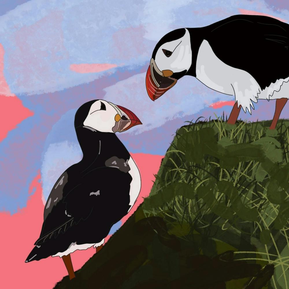 He’s Looking at you Puffin