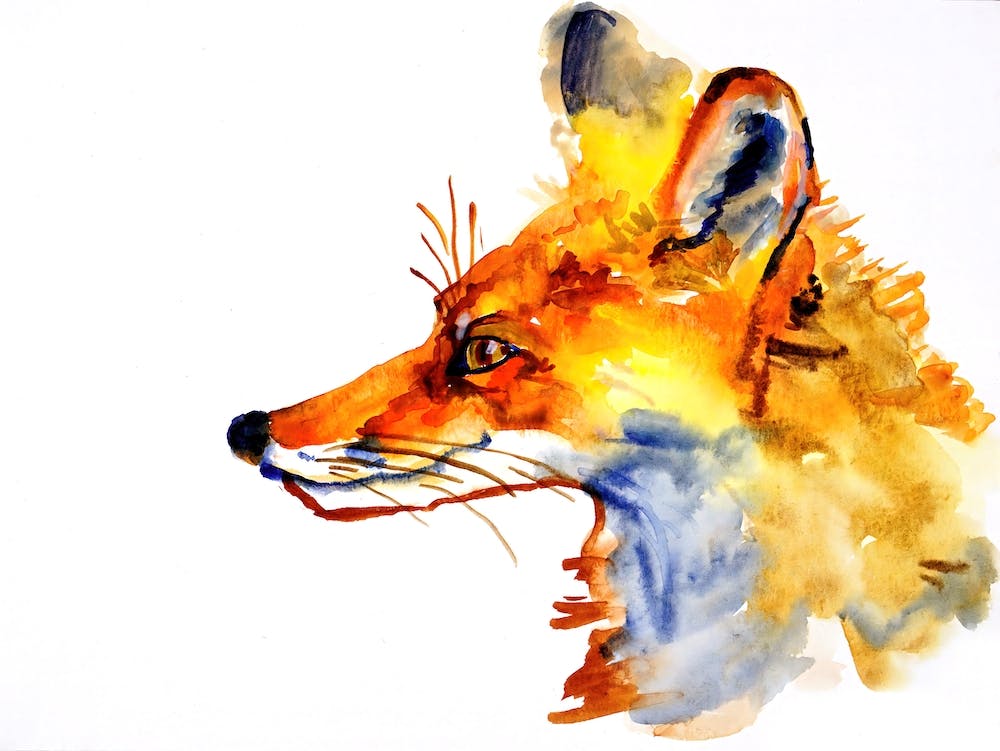 Hübsches Fuchs-Porträt