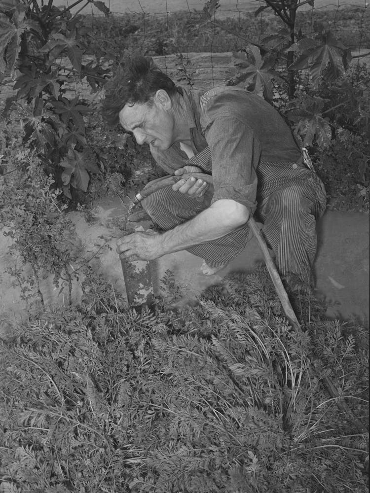 Untitled Photo, Possibly Related To Mr Schoenfeldt, Fsa (Farm Security Administration) Client, Watering Tile