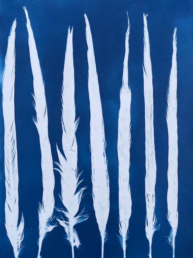 Blue Cyanotype Partridge Feather Print 1