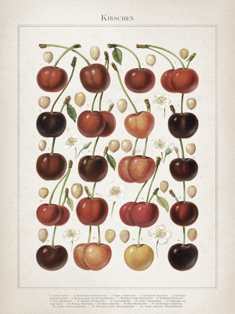 Vintage Meyers 6 Kirschen