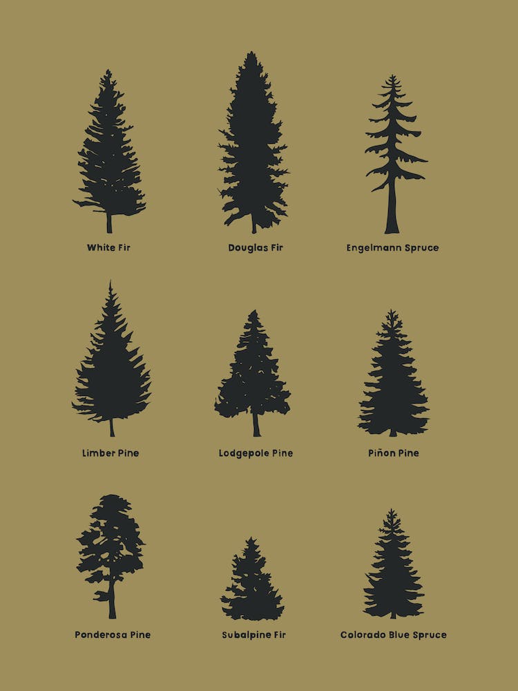 Conifer Tree Diagram