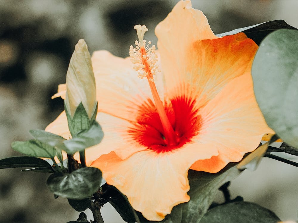 Hibiscus Flower