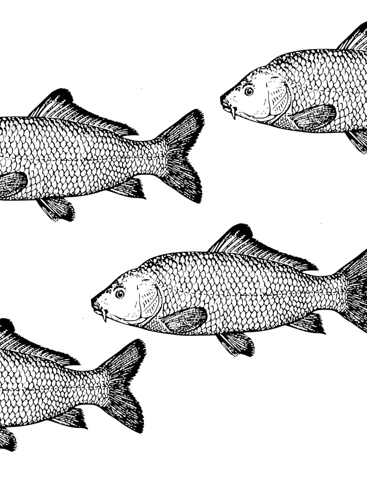 Carp Vector Illustration Isolated On White