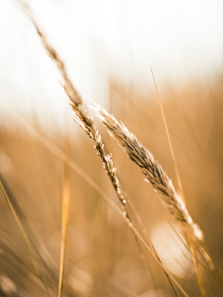 Close Up Of Grass