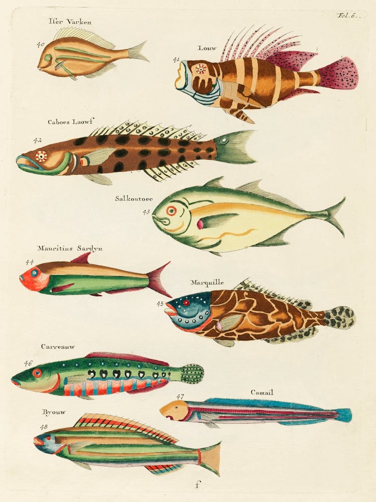 Colourful And Surreal Illustrations Of Fishes Found In Moluccas (Indonesia) And The East Indies, Louis Renard(42)
