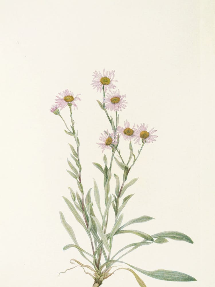 Vintage Pink Flowers