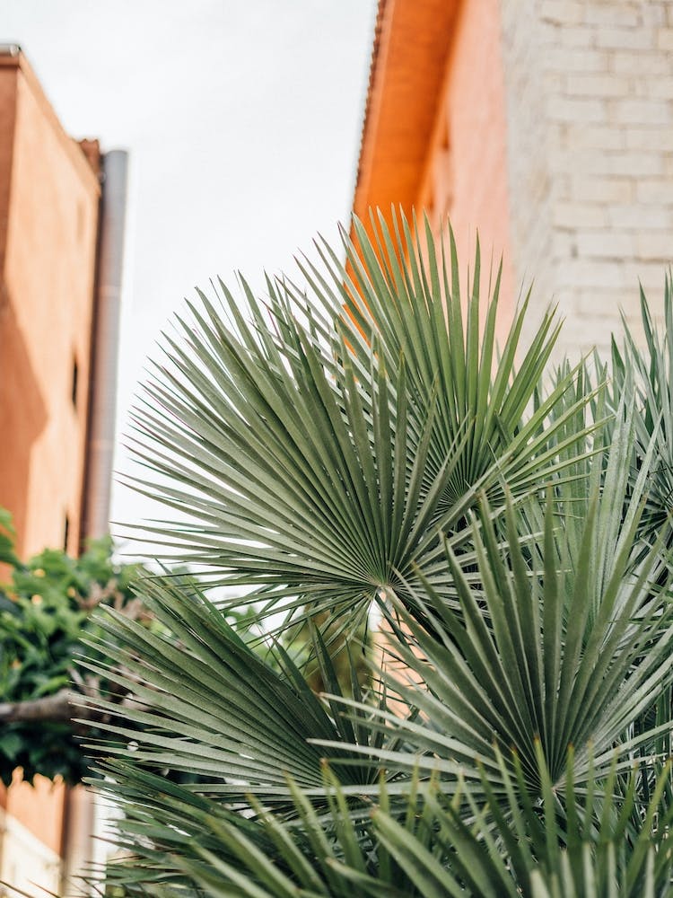 Tropical Plant Corsica