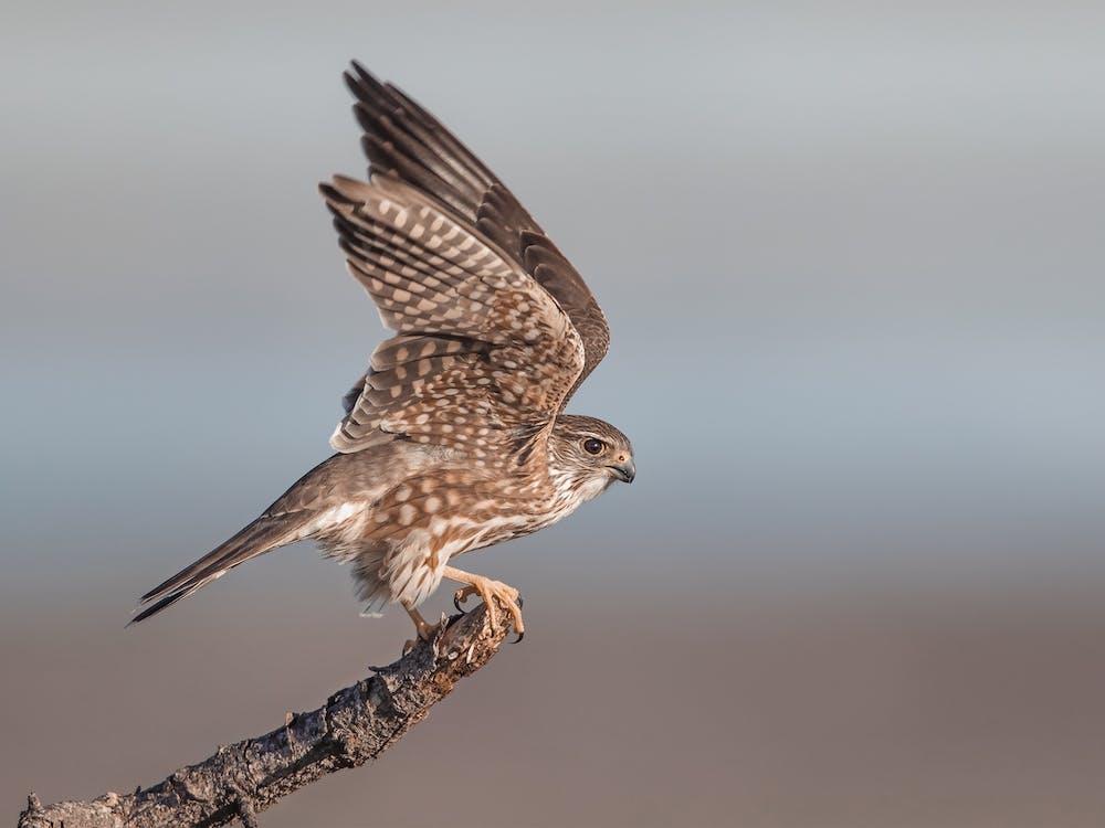 Sharp Shinned Hawk Flying
