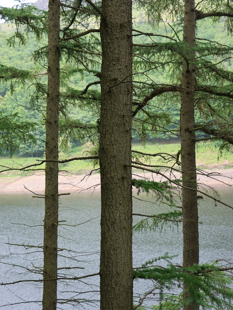 Pine Trees By A Lake