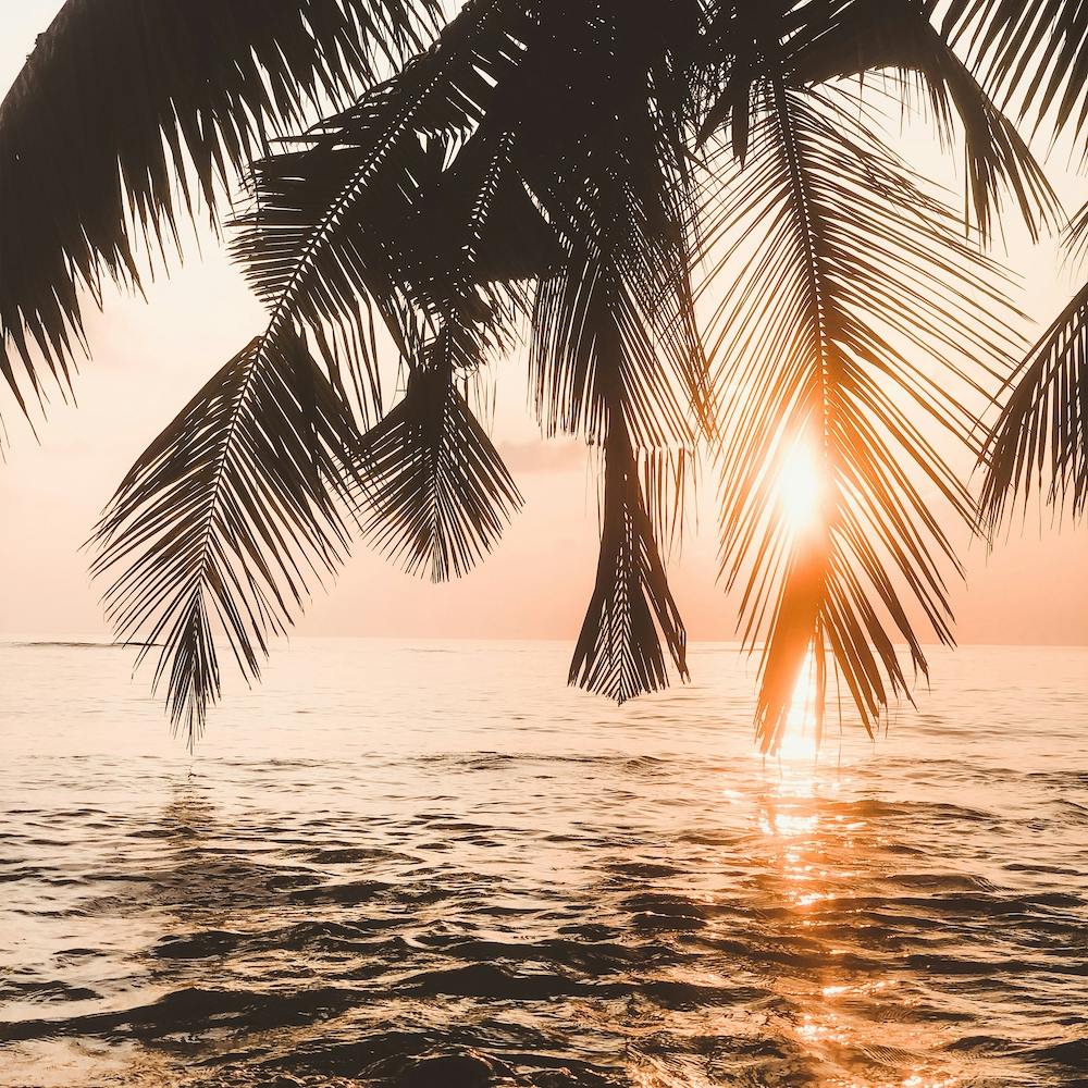 Palm Tree Silhouette Square