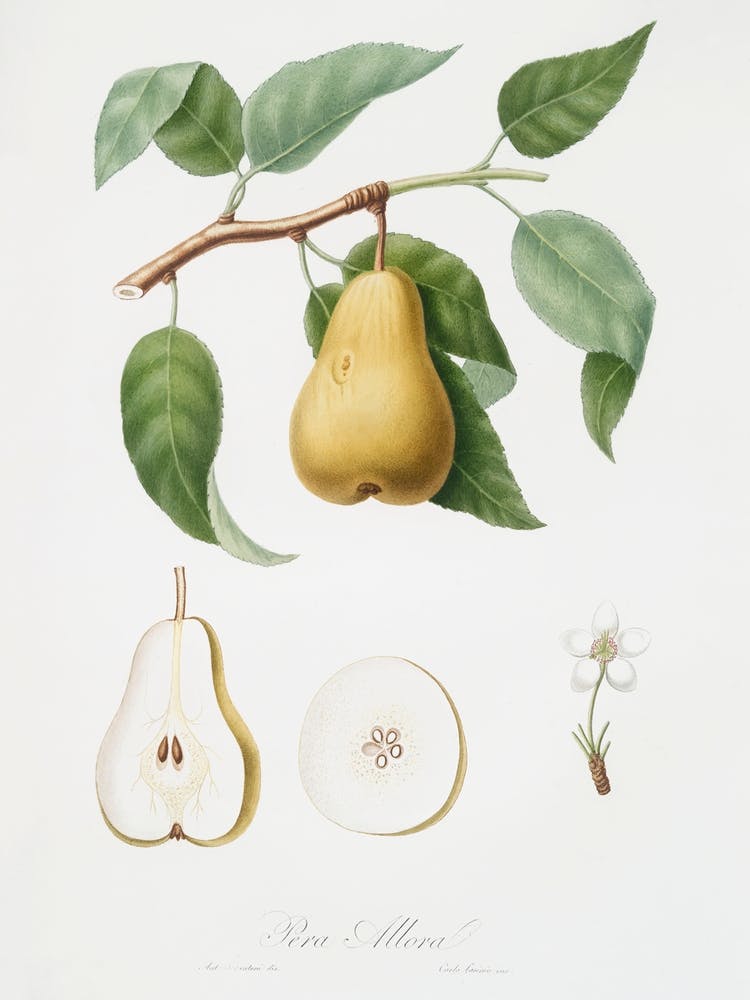 Pear (Pyrus Laurina) From Pomona Italiana (1817 1839), Giorgio Gallesio