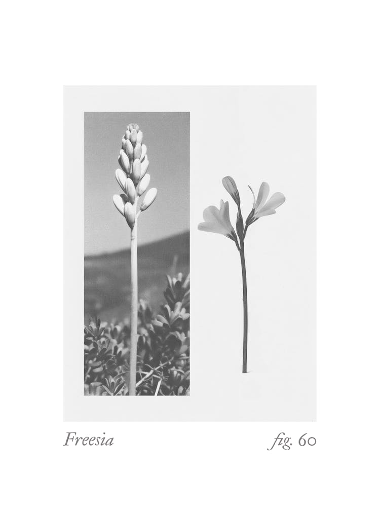 Freesia Botanical Collage 2