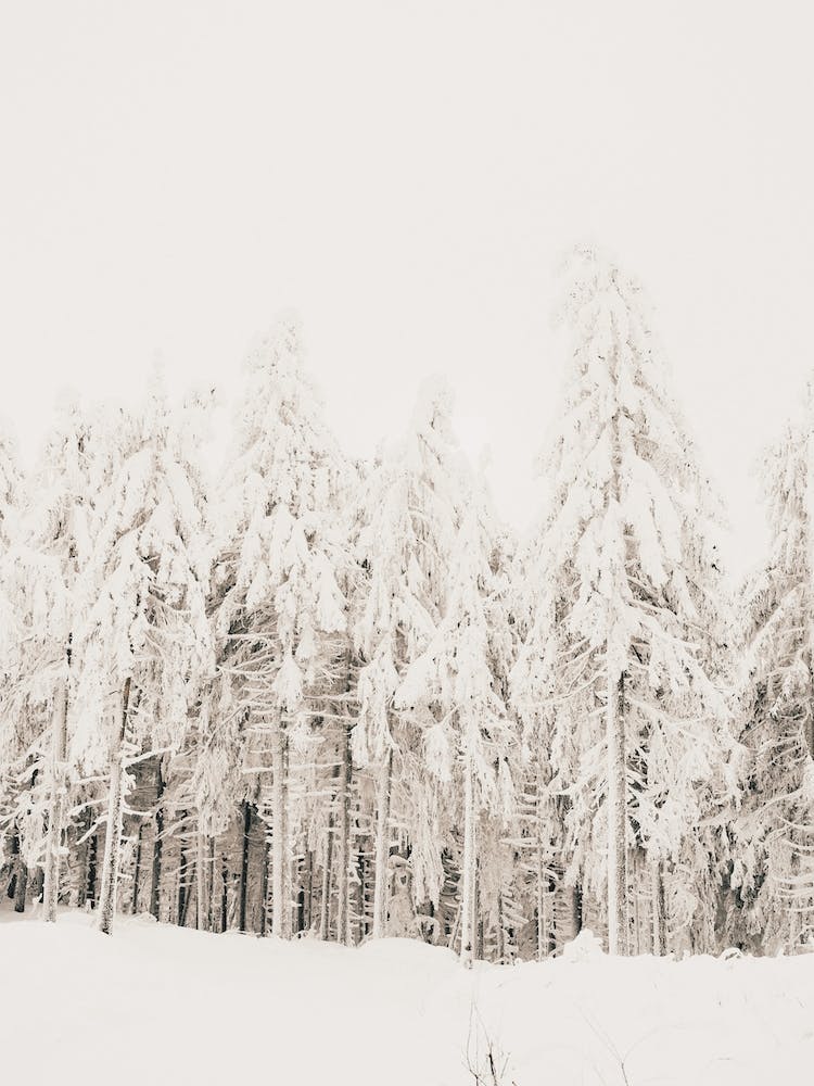 White Winter Woods