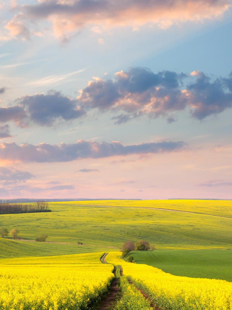 Rapeseed Field At Sunset