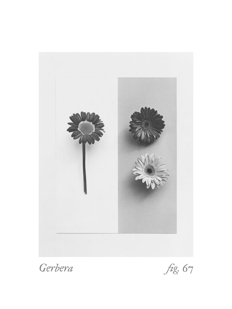 Gerbera Botanical Collage 1