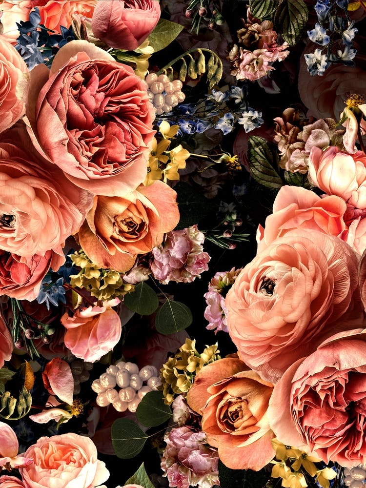 Vraies Roses d'Automne Jardin de Minuit