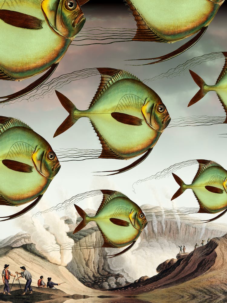 Fish Migration