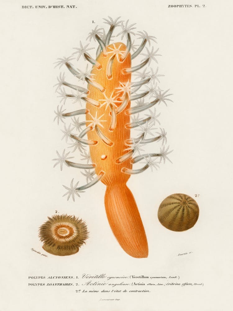 Veretillum Cynomorium, Charles Dessalines D' Orbigny