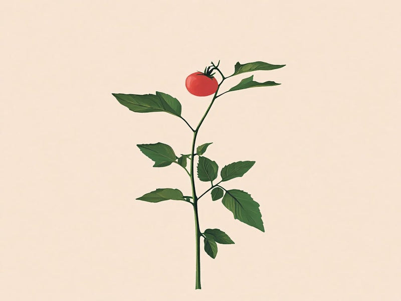 Tomato
