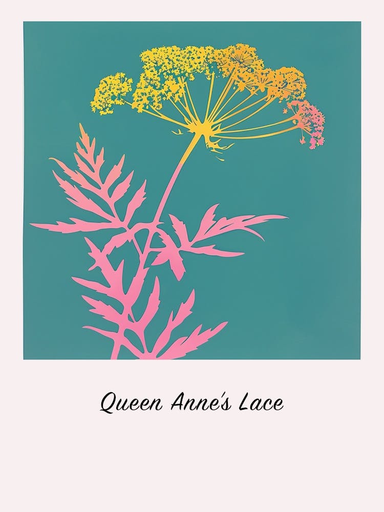 Queen Annes Lace 2 Square Flower Illustration Poster