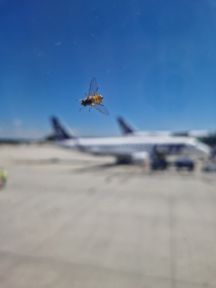 Ready for the flight