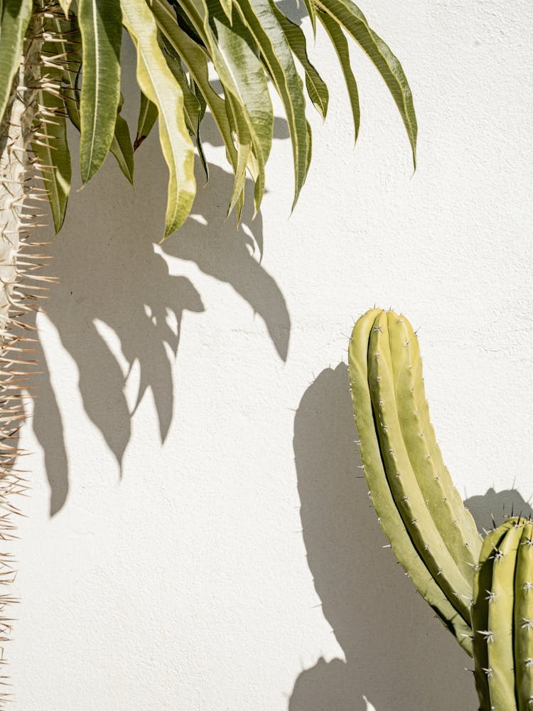 Tropical Afternoon