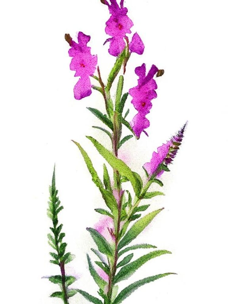 Obedient Plant Wildflower Watercolour