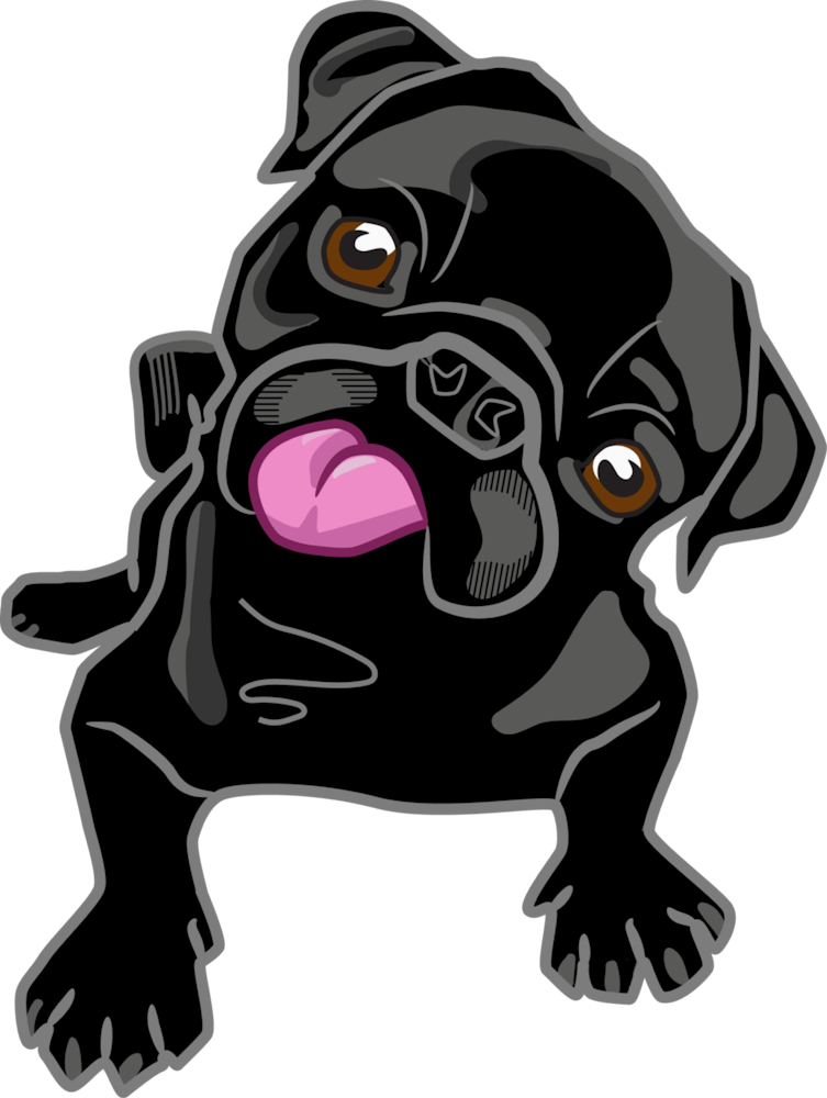 Pug Dog