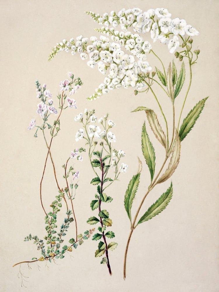 Dauphinelle