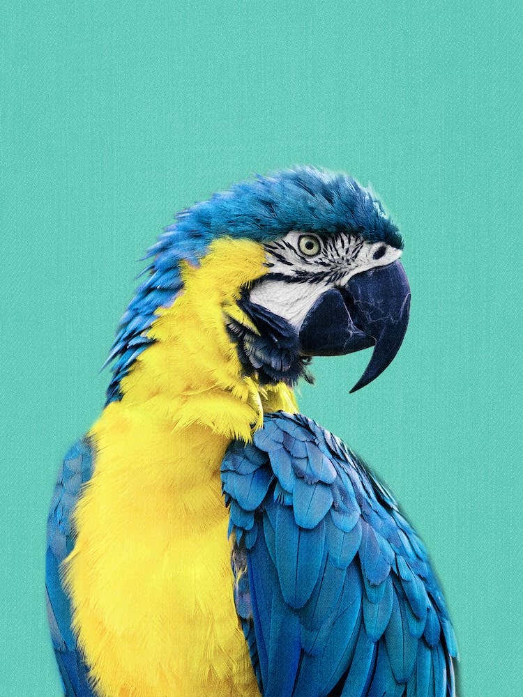 Macaw Parrot In Blue