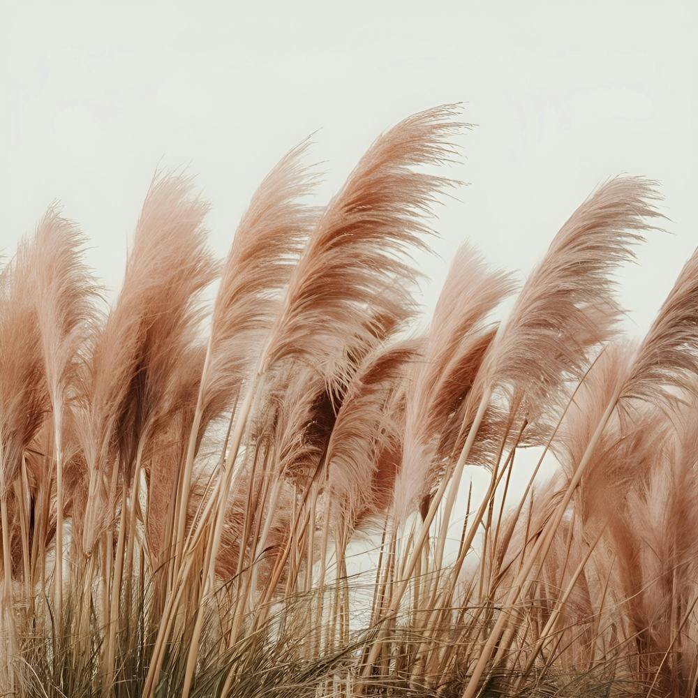 Pink Reeds