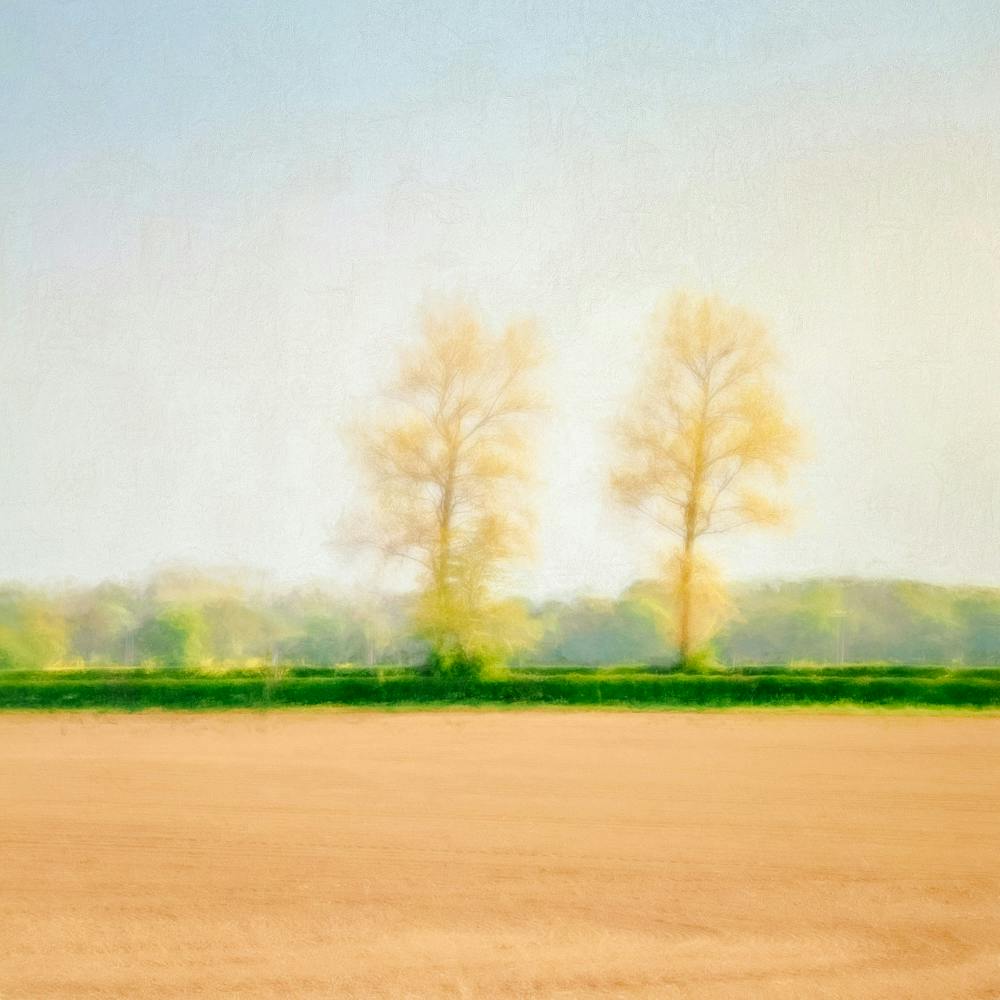 Trees Across A Field