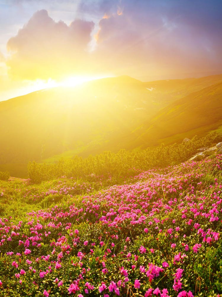 Pink Flowers In The Mountains
