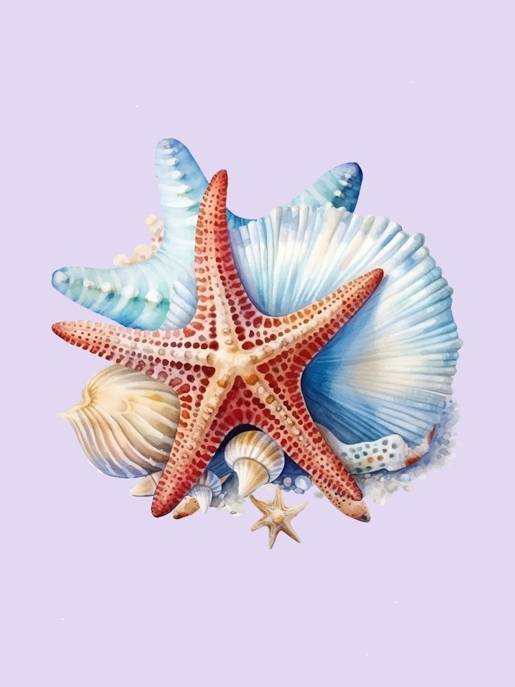 Starfish And Shells 1